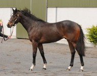 Lot 72, Tattersalls Guineas, May 2013