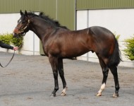Lot 98, Tattersalls Guineas, May 2013
