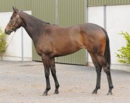 tattersalls-lot181-may14-Invincible-Sprit
