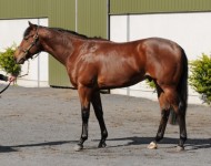 Lot 129, Tattersalls Guineas, May 2013